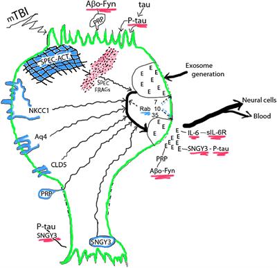 Neuron-Derived Exosome Proteins May Contribute to Progression From Repetitive Mild Traumatic Brain Injuries to Chronic Traumatic Encephalopathy